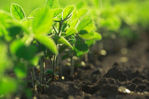 Soil Health