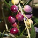 Organic Olive Production - Business Plan