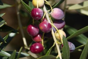 Organic Olive Production - Business Plan