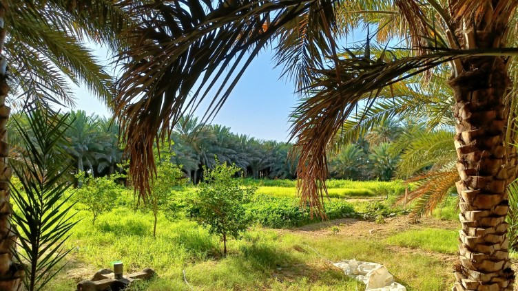 Date palms in Oman