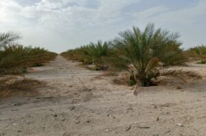 date palms in Adh Dhahirah Oman