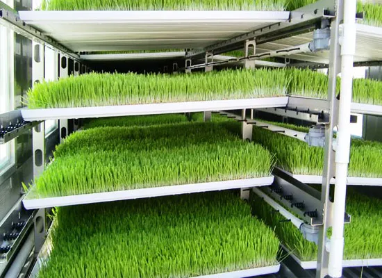 Hydroponic Fodder