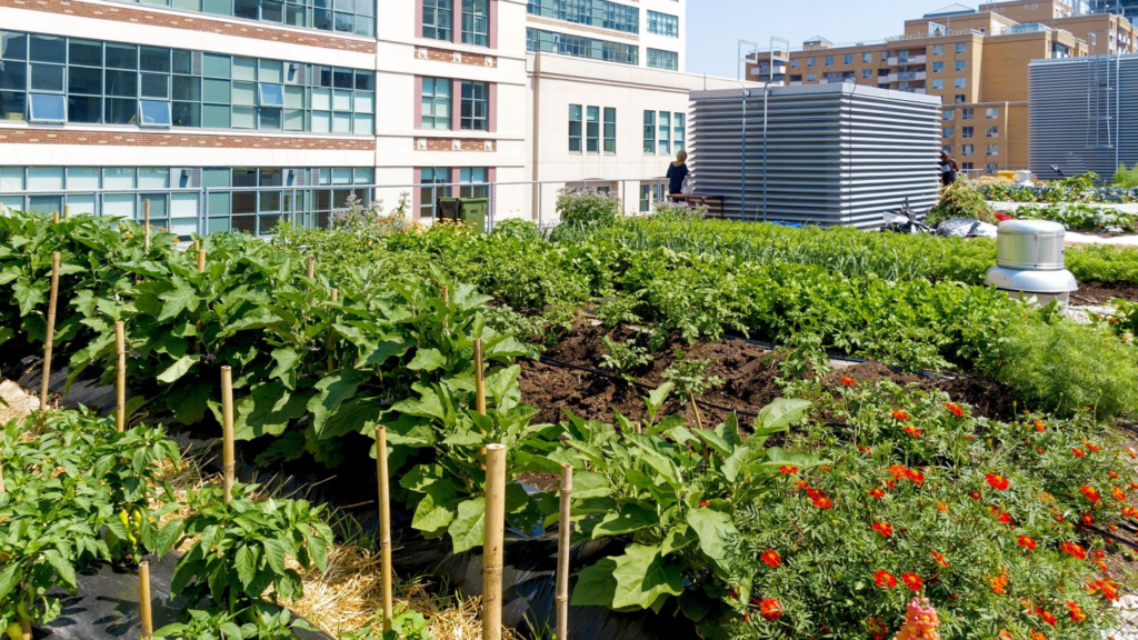 Community food garden