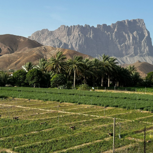 A Farm in Ibri Oman