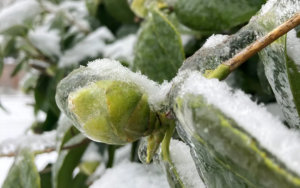 Frozen Buds