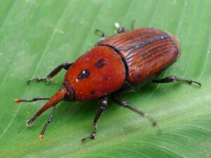  Red Palm Weevil Spreads More Aggressively with Warmer Winters 