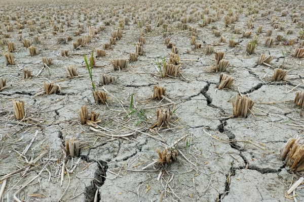 How Climate Change is Transforming Our Farms